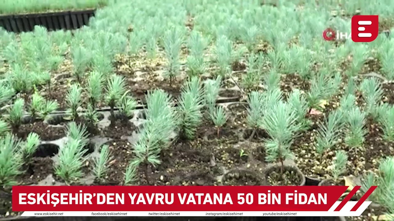 Eskişehir'den yavru vatana 50 bin fidan