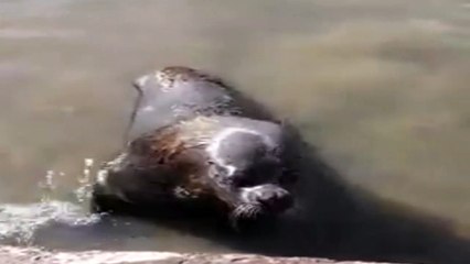 Lobo Marino (Uruguay)