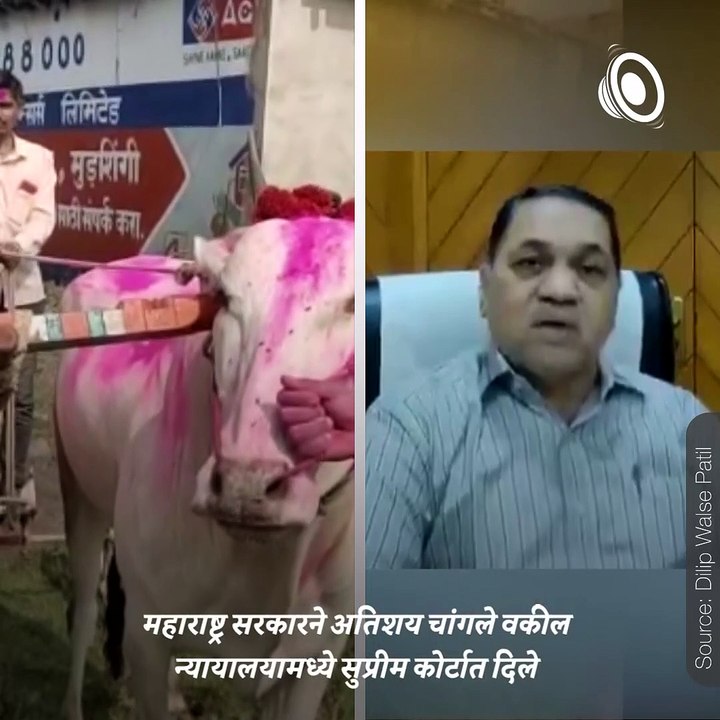 Watch: Political Reactions On Supreme Court’s Decision Regarding Bullock Cart Race In Maharashtra
