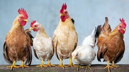 Chickens land owner in trouble over their constant noise