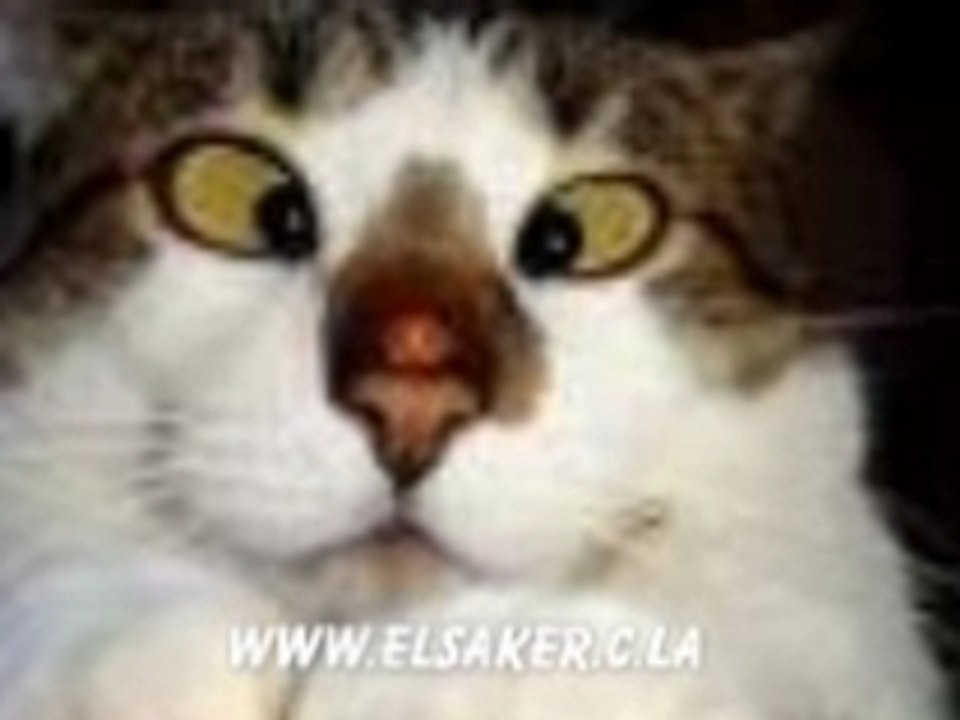 Fokaha 03 lol mdr dahka 2008