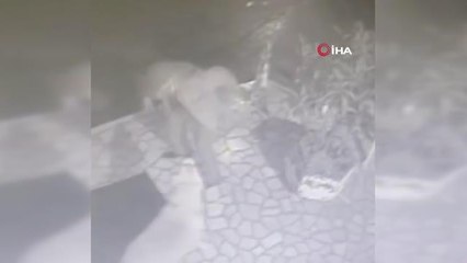 Havlamasına kızdı, engelli köpeği sopayla dövdü