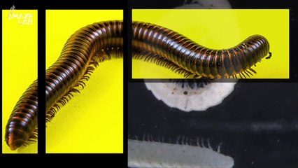 First True Millipede With More Than 1,000 Legs Discovered in Australia