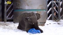 Snowfall in Russia Means a Fun Day for these Elephants