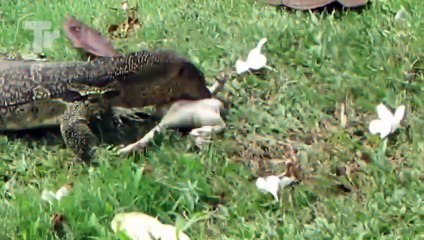 King Cobra and Even Pythons Are Afraid of This Monster