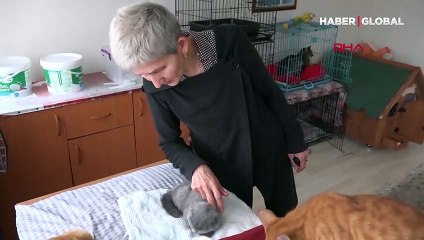 Trabzon'da bir kişinin eşine kızdığı için duvara fırlattığı kedi 10 gün sonra öldü