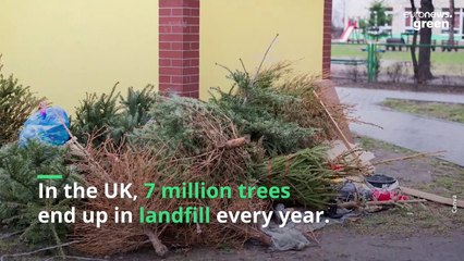 Rentable Christmas trees are now a thing, thanks to this London company