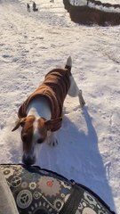 Jack Russell Races Down Sledding Hill
