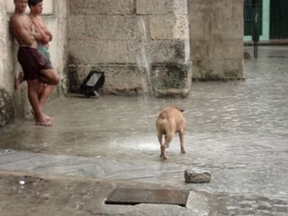 chien qui joue avec l'eau qui ruisselle à La Havane, Cuba