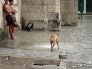 chien qui joue avec l'eau qui ruisselle à La Havane, Cuba