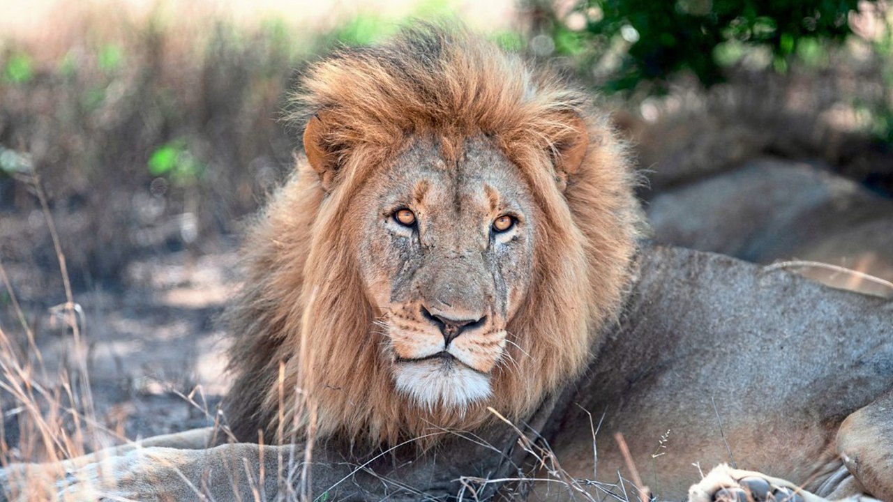 Zu wenig Platz für Löwen in Südafrika