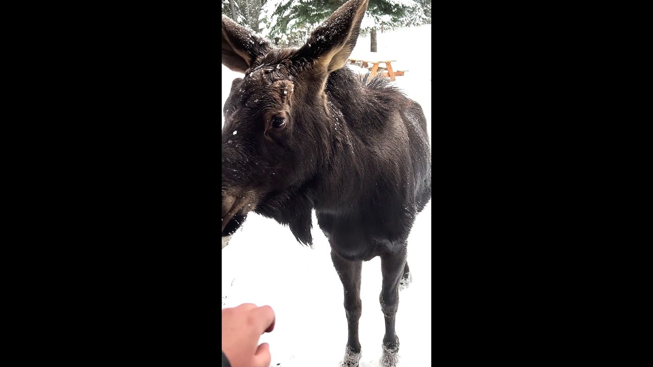 Cool Encounter with Baby Moose