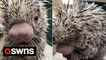 SOUND ON! Watch this adorable porcupine munching on vegetables.