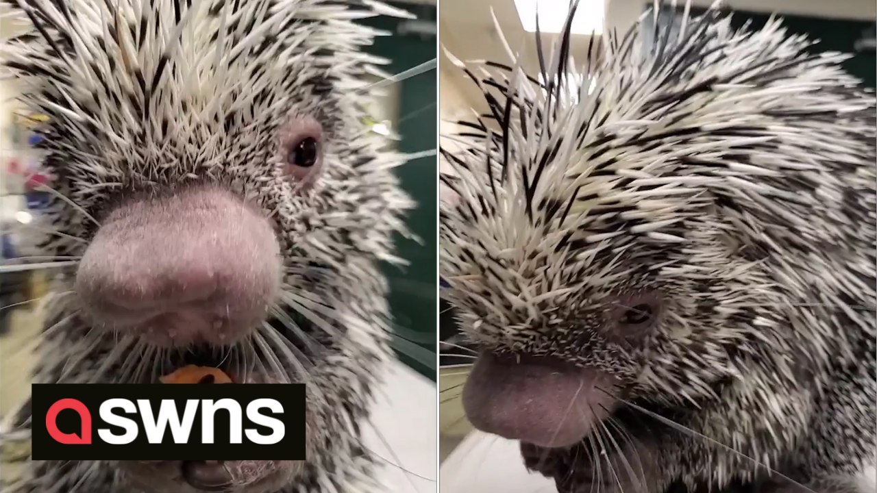 SOUND ON! Watch this adorable porcupine munching on vegetables.