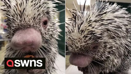 SOUND ON! Watch this adorable porcupine munching on vegetables.