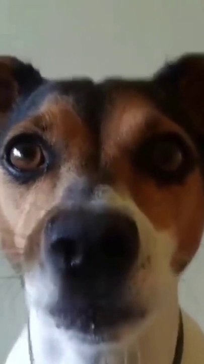 Cute and Funny Dog Videos 2021