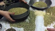 How to clean sabut dhaniya Coriander Seeds Whole chaff