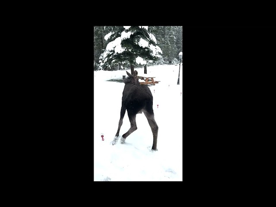 Cool Encounter with Baby Moose
