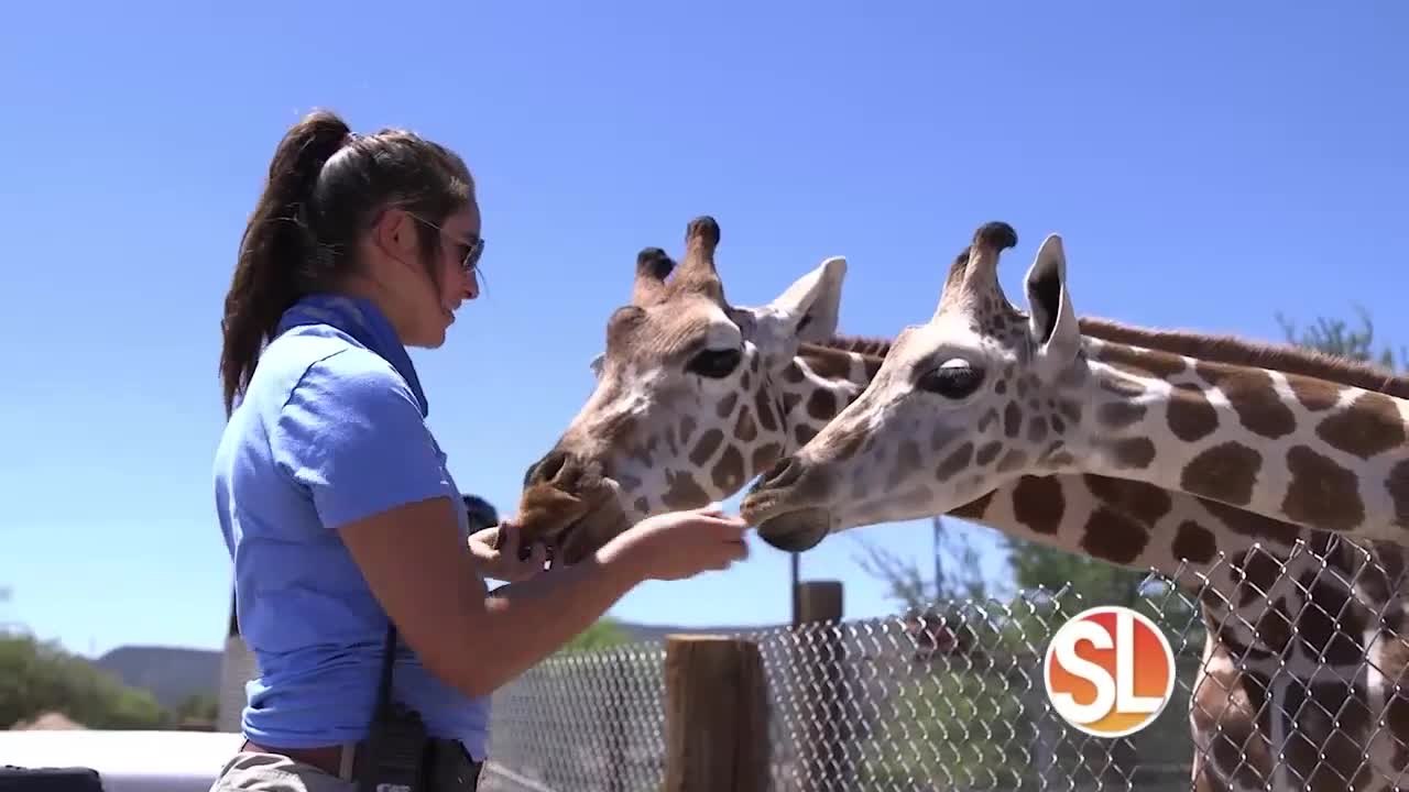 Out of Africa Wildlife Park: Meet some giraffes!