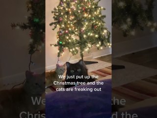We Just Put Up the Christmas Tree and the Cats are Freaking Out