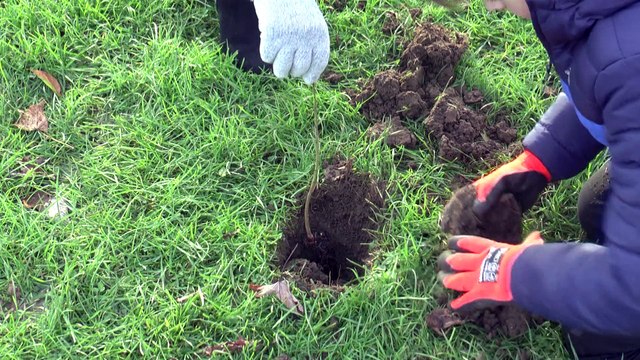 Rainham children set to plant hundreds of new trees for Queen's jubilee