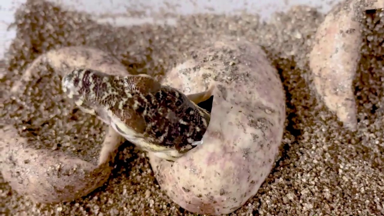 Naissance de 6 dragons de Komodo au zoo du Bronx