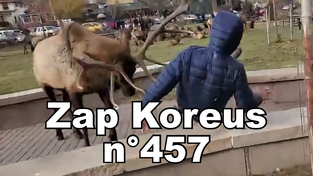 Zap Koreus n°457