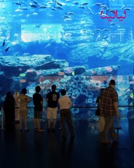 ليالينا ترند-ماجد الفطيم يتخذ قرار مهم قبل رحيله