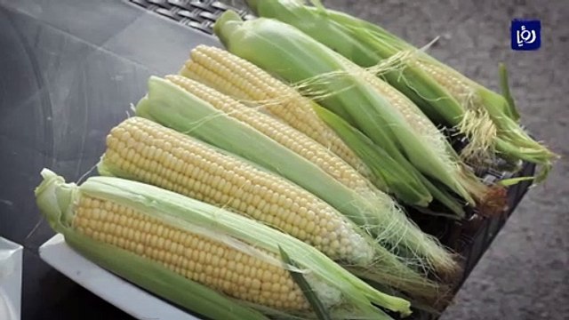 فتاة تؤسس مشروعا لبيع الذرة في إربد