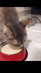 Cat Dinner Time | Funny Cats | Cute Cats | AR Studio