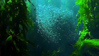 Sea fish //ocean animals