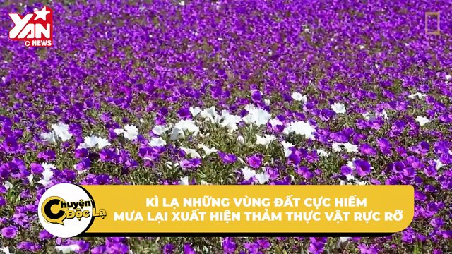 Kì lạ hiện tượng muôn hoa đua nở tại những sa mạc khô cằn nhất thế giới: Rực rỡ khó tin! | Điện Ảnh Net