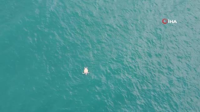 Nesli tükenme tehlikesinde olan caretta caretta ölü bulundu