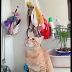Cute pet funny videos, funny moments of cats and cats!