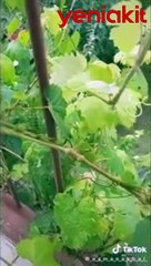 Asmadaki detayı fark eden adam öyle şaşırdı ki! Sosyal medya yıkıldı