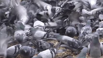 Beyaza bürünen kentte aç kalan güvercinler unutulmadı