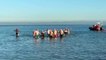 Martigues: les nageurs de Noël au rendez-vous