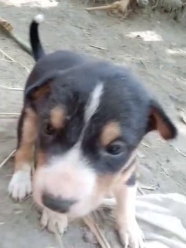 Funny baby dog,baby dogs-cute compilation,funny baby dogs #animals #dog #pets