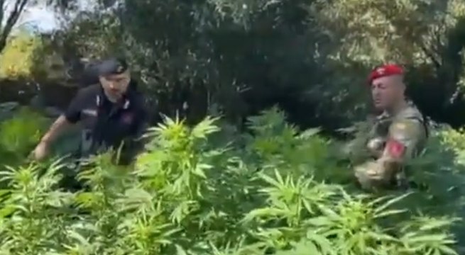 Mammola (RC) - Coltivazione di marijuana in località Ricciardo: 2 arresti (18.12.21)