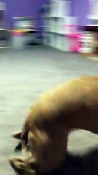 Excited Doggy Spins Like Ballet Dancer