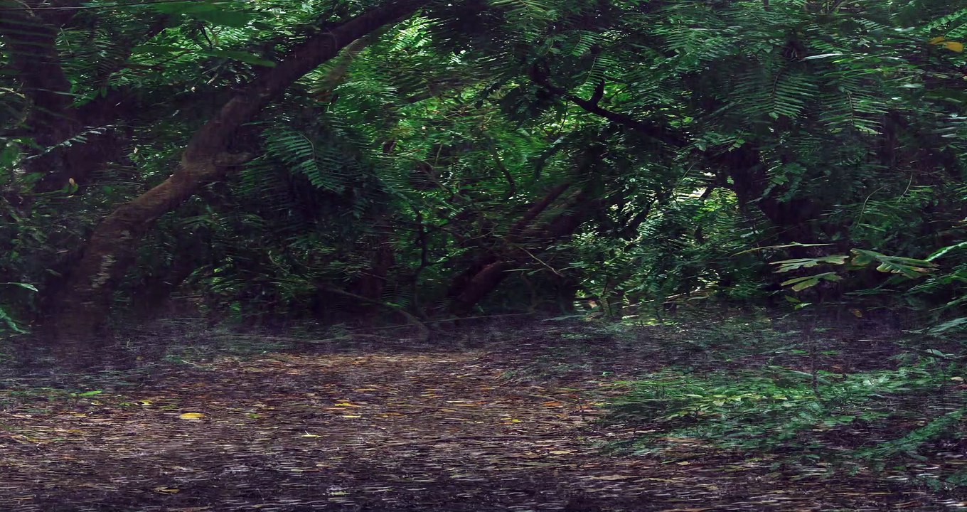 The rain falls flooded in the forest - Video rainforest rain - Beautiful rain