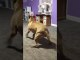 Excited Doggy Spins Like Ballet Dancer