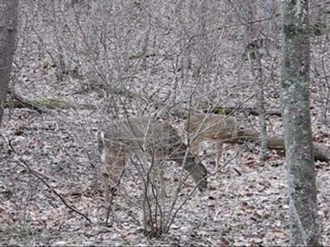 Whitetail Deer Feeding Woods