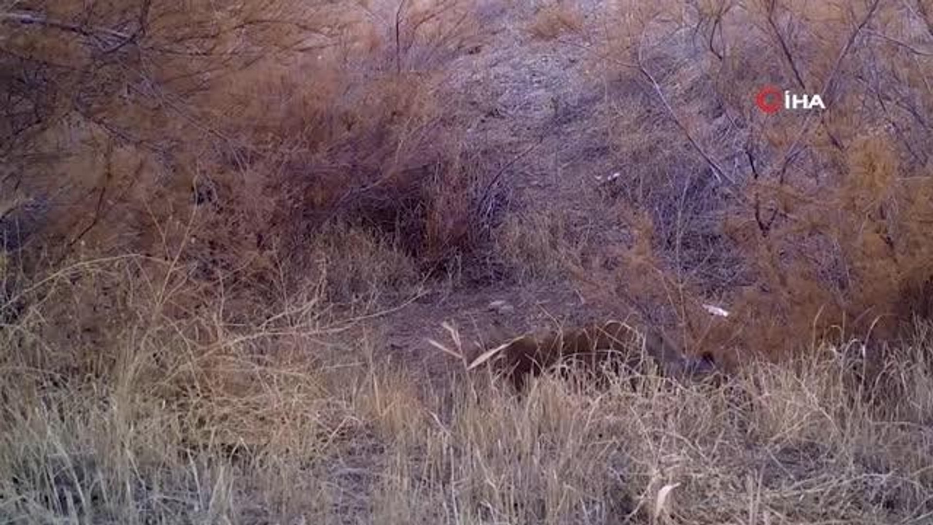 Yaban hayatı fotokapanda