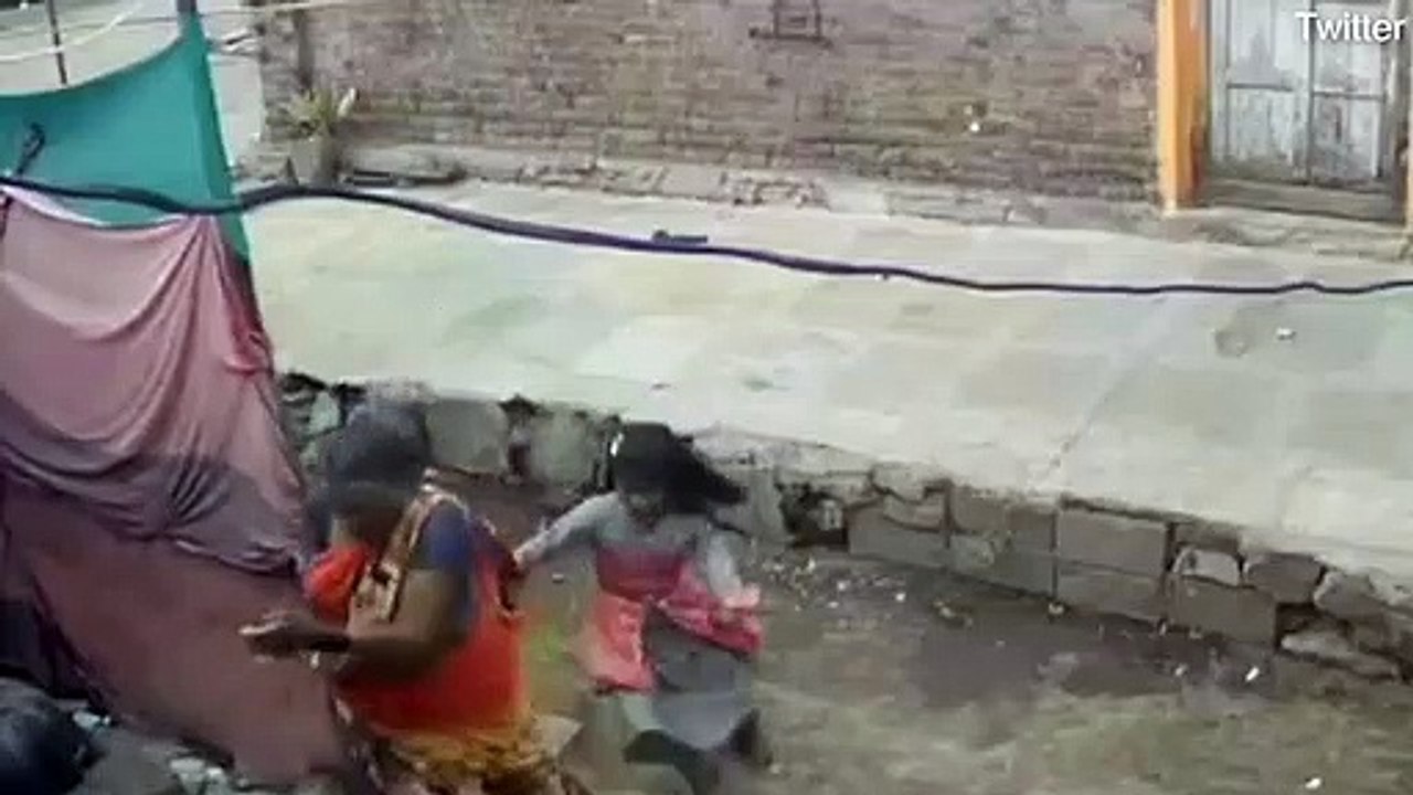 Group of enraged monkeys kill more than 250 dogs for ‘revenge’ in Indian town