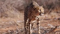 Somaliland conservationists fight cheetah trafficking