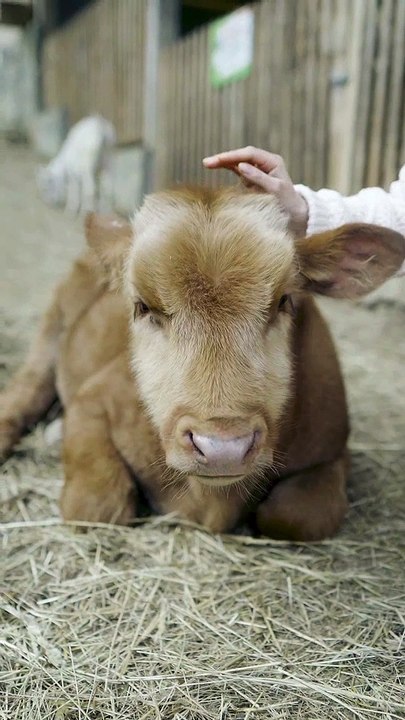 This calf likes its owner pet itself very much! Cutie