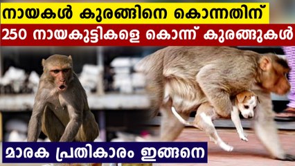 പ്രതികാരം തീർക്കാൻ 250 നായകുട്ടികളെ എറിഞ്ഞുകൊന്ന് കുരങ്ങുകൾ..നടുക്കുന്ന സംഭവം