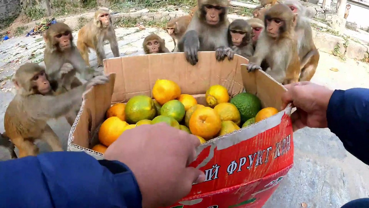 Feeding oranges to hungry monkeys __ monkey man_Full-HD