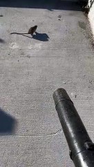 Rat Runs from Leaf Blower
